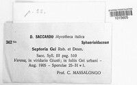 Sphaerulina gei image